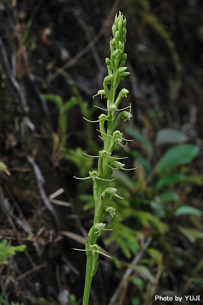 タカサゴサギソウ Peristylus lacertifer