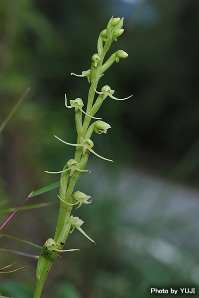 タカサゴサギソウ Peristylus lacertifer