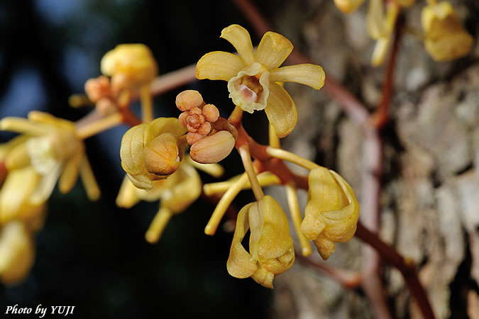 タカツルラン Erythrorchis altissima