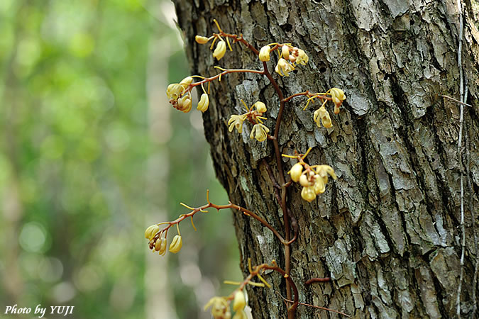 タカツルラン Erythrorchis altissima