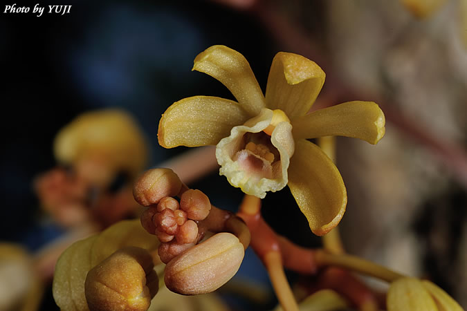 タカツルラン Erythrorchis altissima