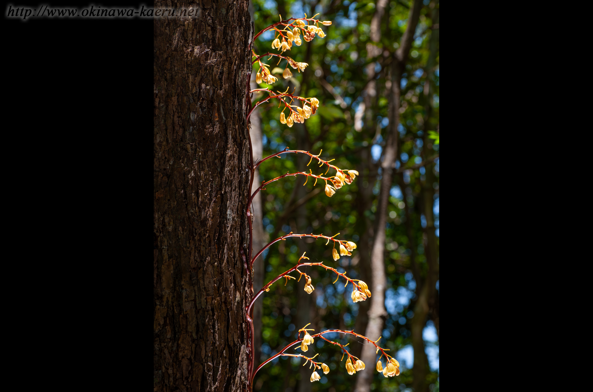 タカツルラン Erythrorchis altissima