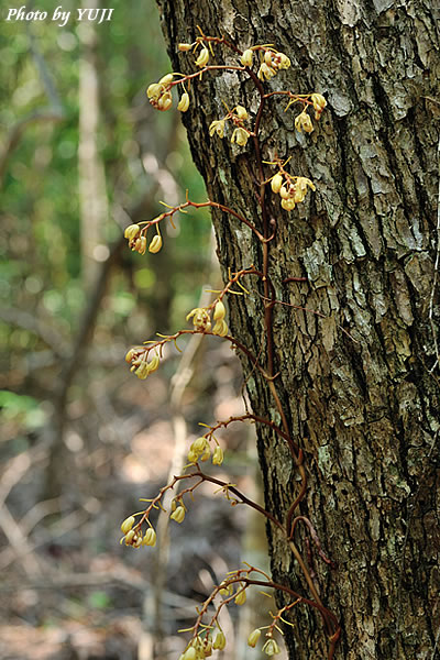 タカツルラン Erythrorchis altissima