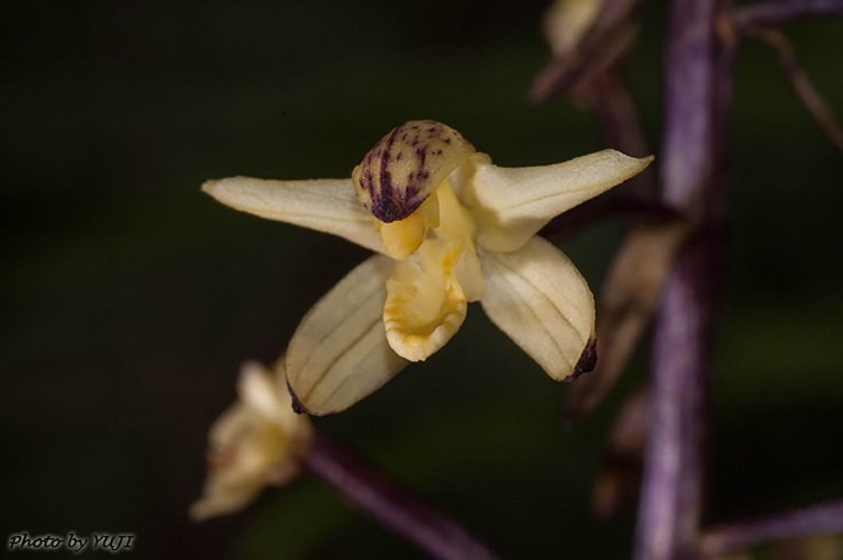 タネガシマムヨウラン Aphyllorchis montana