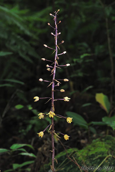 タネガシマムヨウラン Aphyllorchis montana