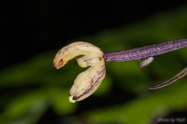 タネガシマムヨウラン Aphyllorchis montana