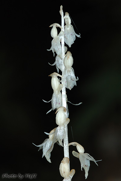 タシロラン Epipogium roseum