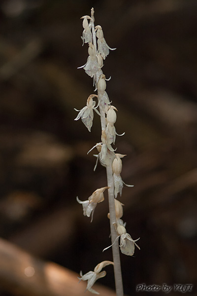 タシロラン Epipogium roseum