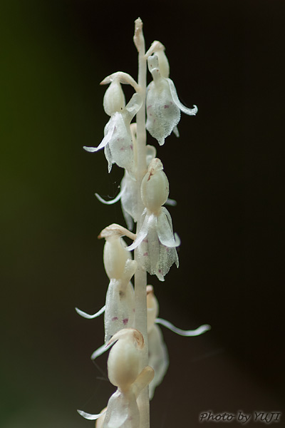 タシロラン Epipogium roseum