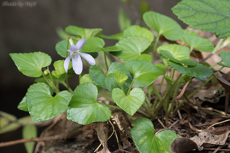 タチツボスミレ Viola grypoceras