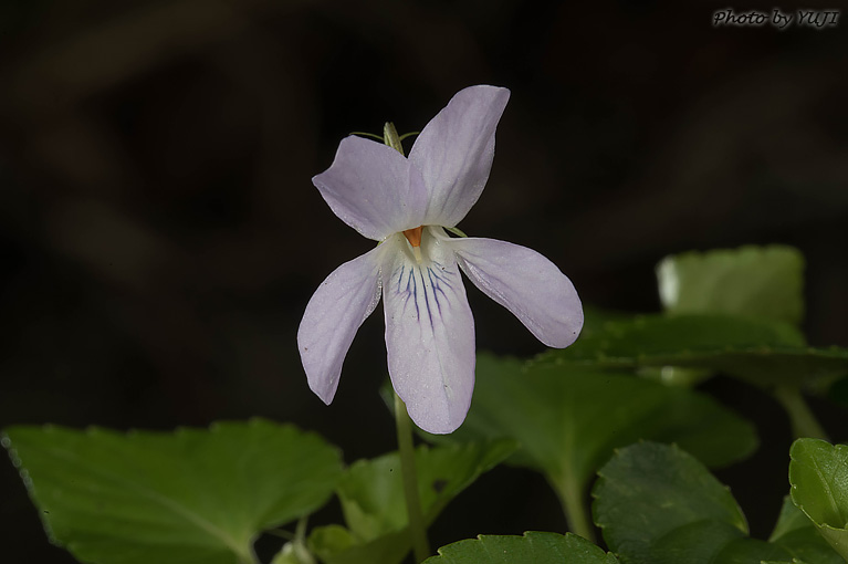 タチツボスミレ Viola grypoceras