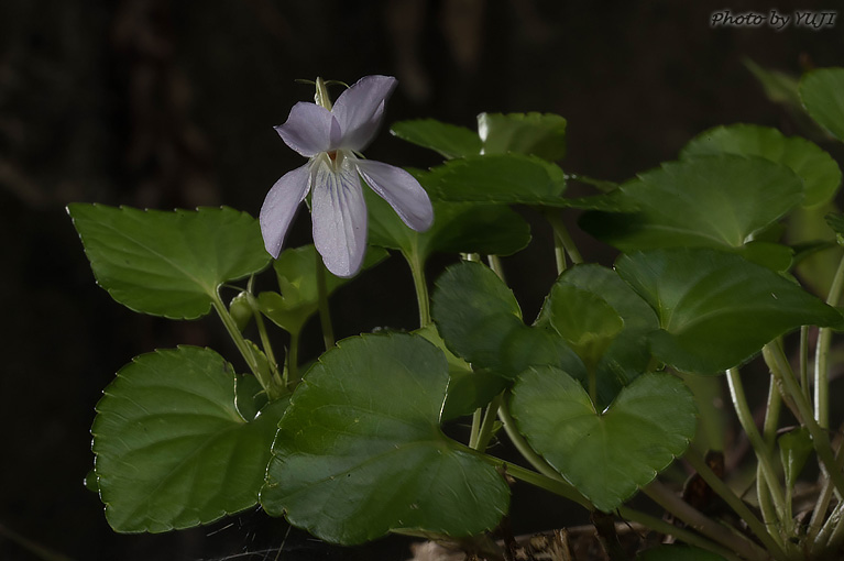 タチツボスミレ Viola grypoceras