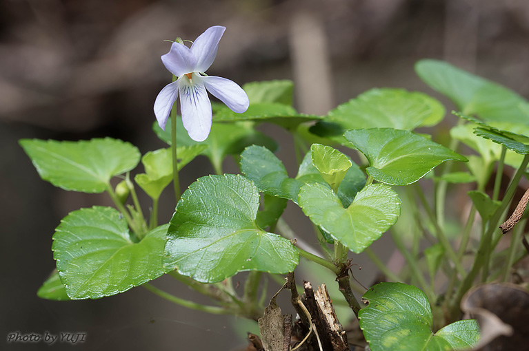 タチツボスミレ Viola grypoceras