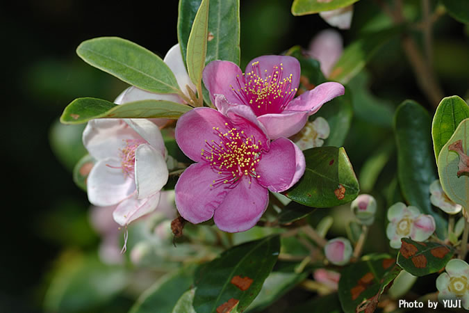 テンニンカ Rhodomyrtus tomentosa 