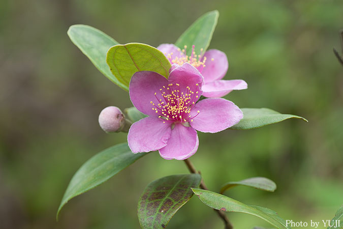 テンニンカ Rhodomyrtus tomentosa 