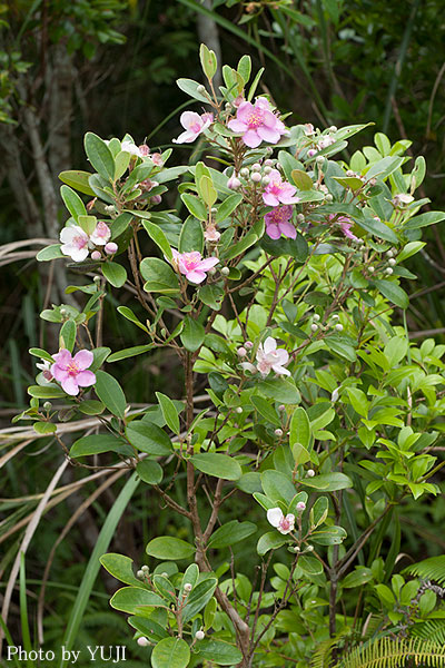 テンニンカ Rhodomyrtus tomentosa 