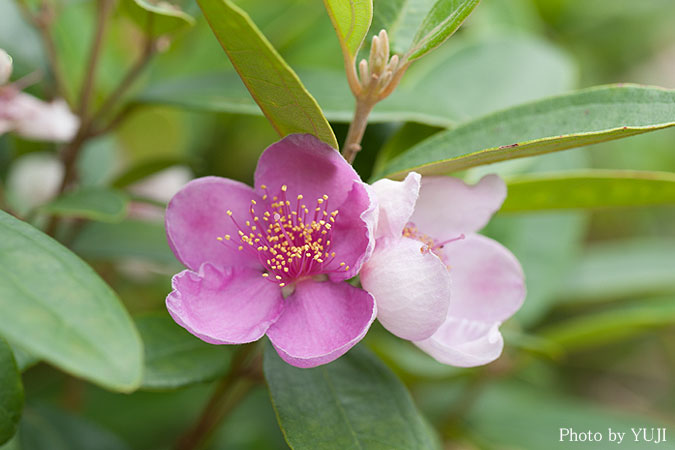 テンニンカ Rhodomyrtus tomentosa 