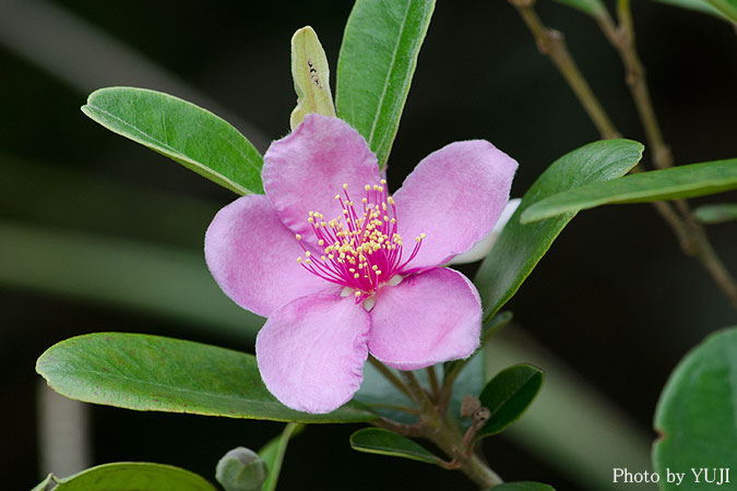 テンニンカ Rhodomyrtus tomentosa 