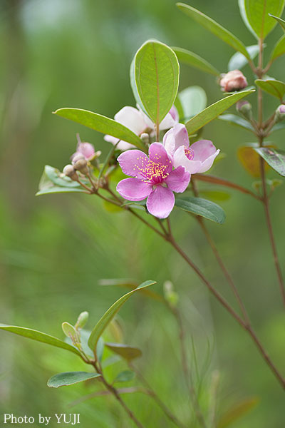 テンニンカ Rhodomyrtus tomentosa 