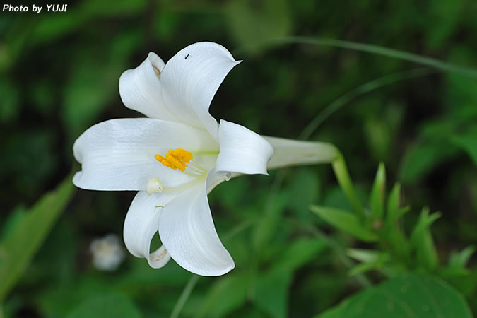 テッポウユリ Lilium longiflorum