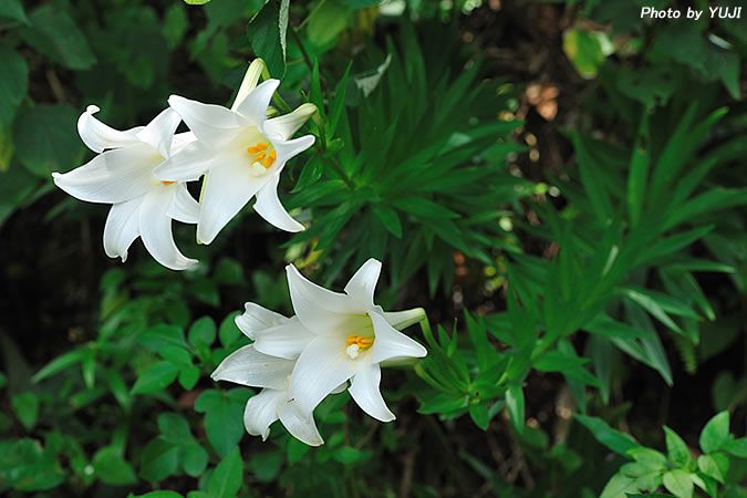 テッポウユリ Lilium longiflorum