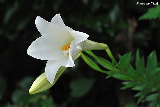 テッポウユリ Lilium longiflorum