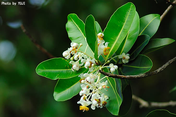 テリハボク Calophyllum inophyllum