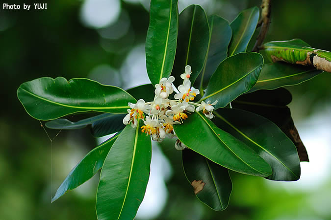 テリハボク Calophyllum inophyllum