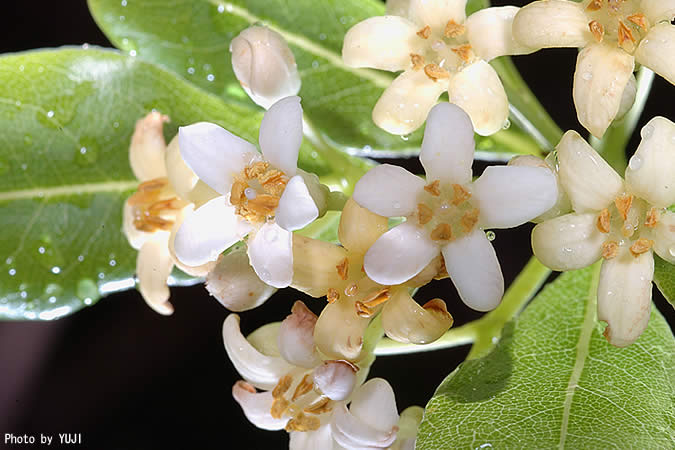 トベラ Pittosporum tobira