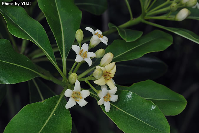 トベラ Pittosporum tobira