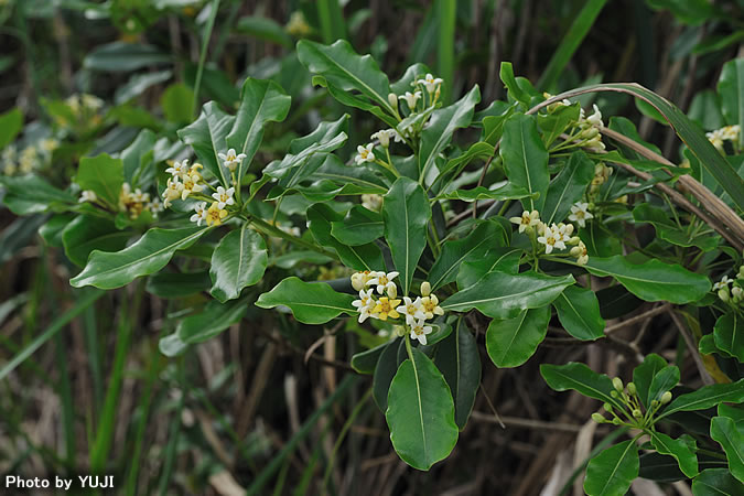 トベラ Pittosporum tobira