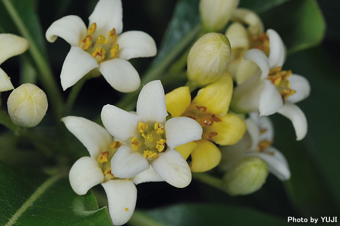 トベラ Pittosporum tobira