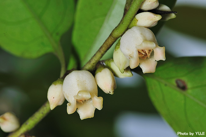 トキワガキ Diospyros morrisiana