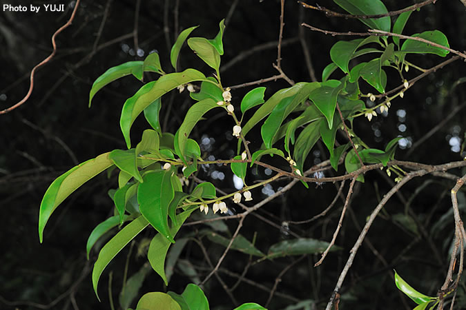 トキワガキ Diospyros morrisiana