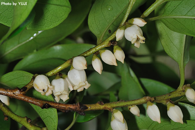 トキワガキ Diospyros morrisiana