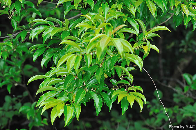 トキワガキ Diospyros morrisiana