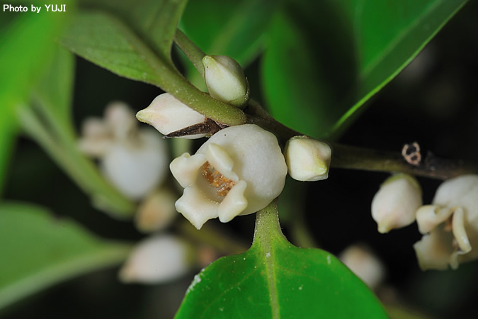 トキワガキ Diospyros morrisiana