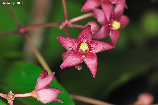 トキワカモメヅル Tylophora japonica