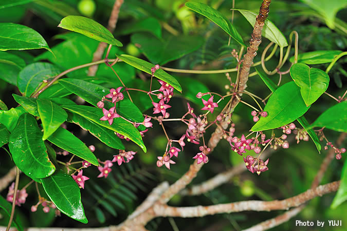 トキワカモメヅル Tylophora japonica