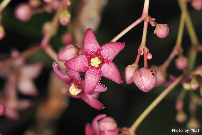 トキワカモメヅル Tylophora japonica