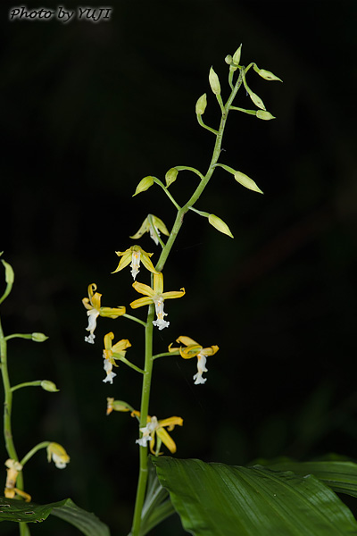 トクサラン Cephalantheropsis gracilis