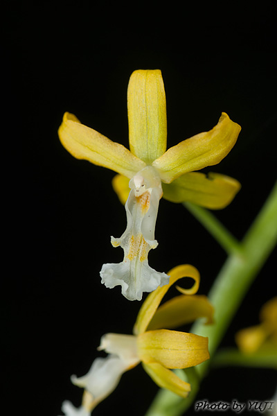 トクサラン Cephalantheropsis gracilis