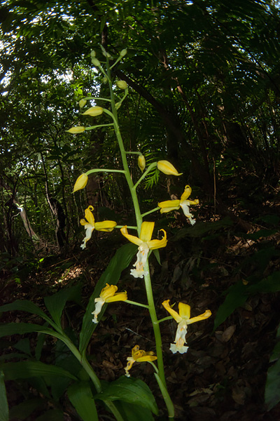 トクサラン Cephalantheropsis gracilis