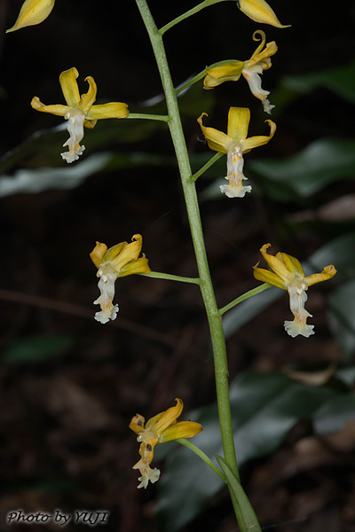 トクサラン Cephalantheropsis gracilis