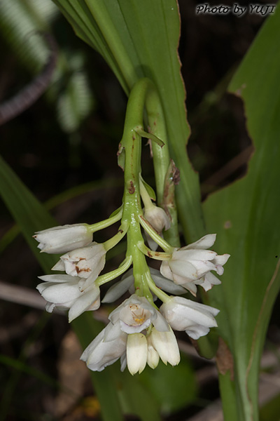 トサカメオトラン Geodorum densiflorum