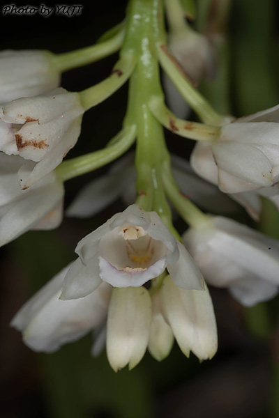 トサカメオトラン Geodorum densiflorum