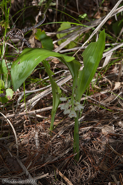 トサカメオトラン Geodorum densiflorum