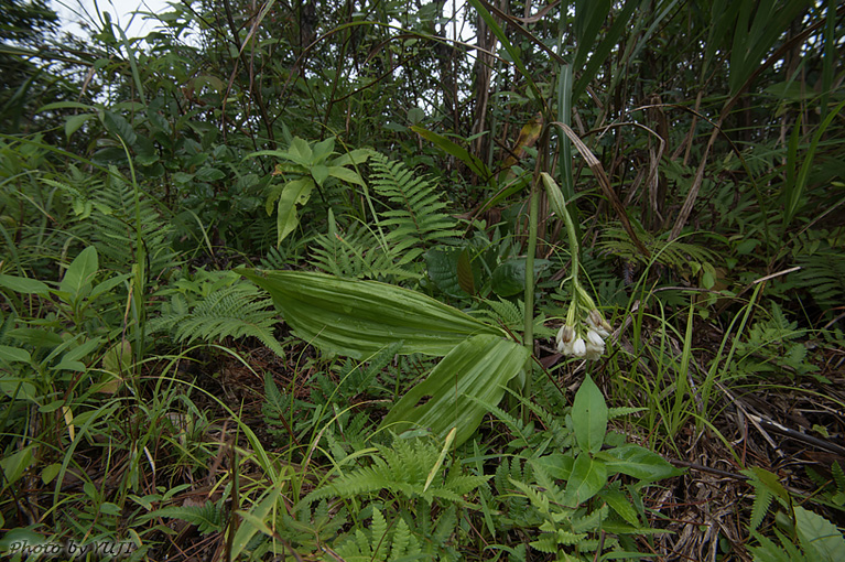 トサカメオトラン Geodorum densiflorum