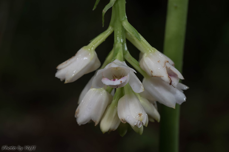 トサカメオトラン Geodorum densiflorum