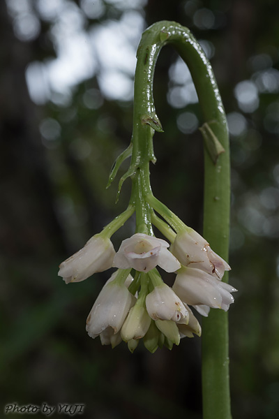 トサカメオトラン Geodorum densiflorum